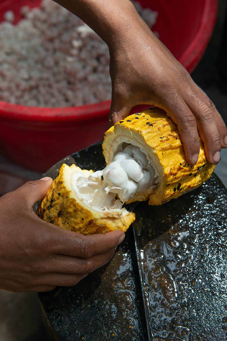 Hands opening a cacao pod showing fresh cacao beans used in Peruvian chocolate production
