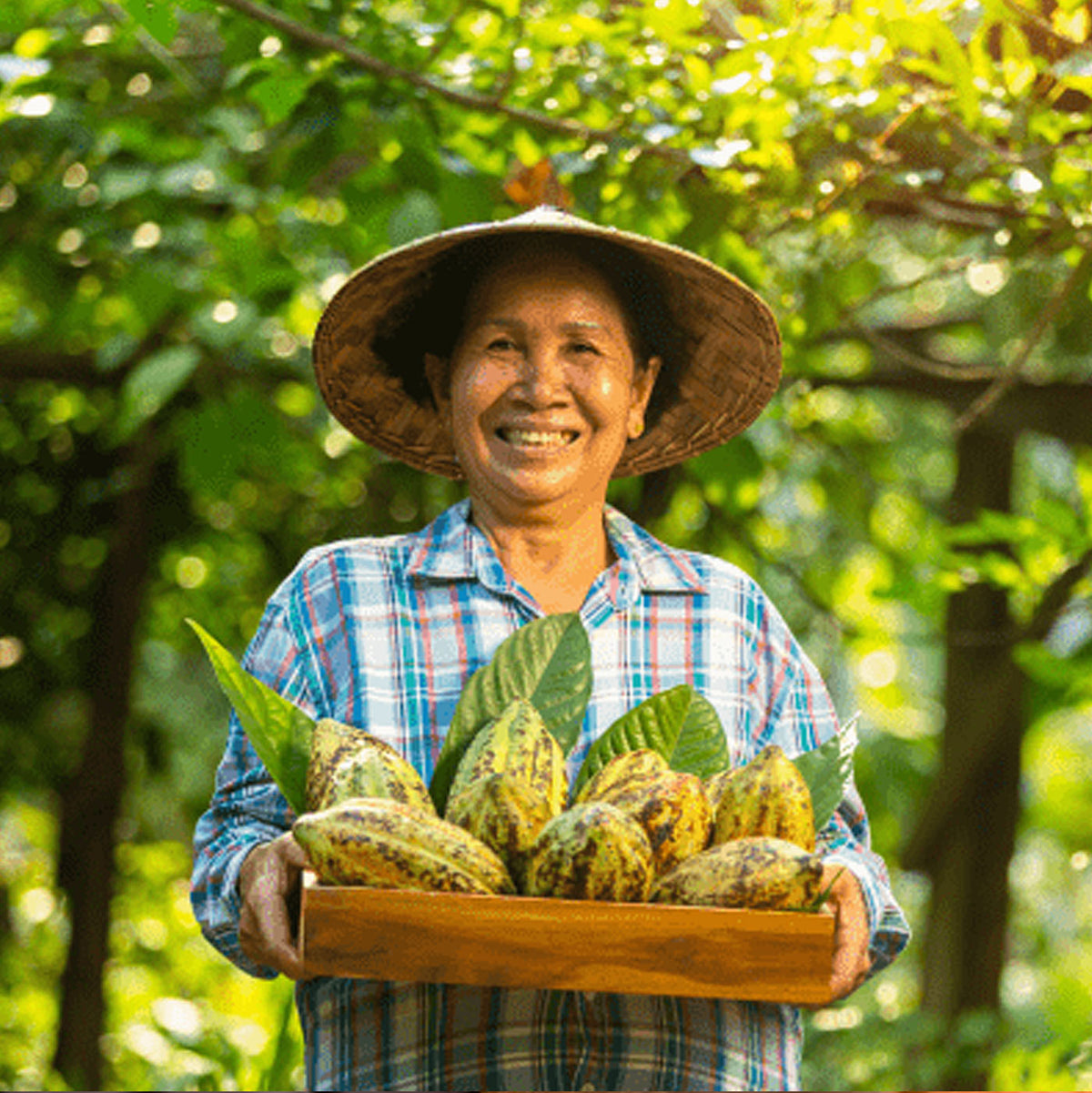 Cacao farmer holding freshly harvested cocoa pods used in chocolate production